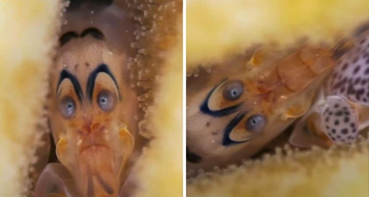 Taucher stößt auf menschliches Gesicht im Meer: Unglaublich, welches Tier dahintersteckt