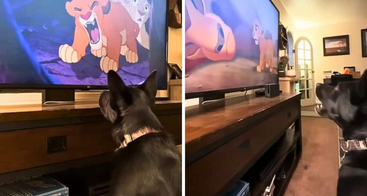Hund sieht seinen Lieblingsfilm: Wie er bei dieser emotionalen Szene reagiert, berührt alle Herzen