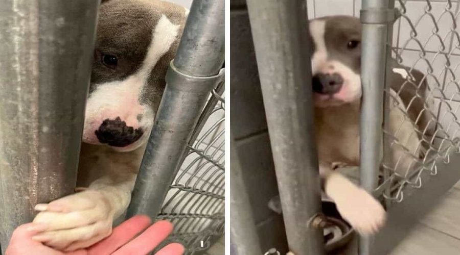 Tierheim-Hündin streckt Pfote durch Gitterstäbe, um Besucher zu begrüßen - Süßes Video geht viral