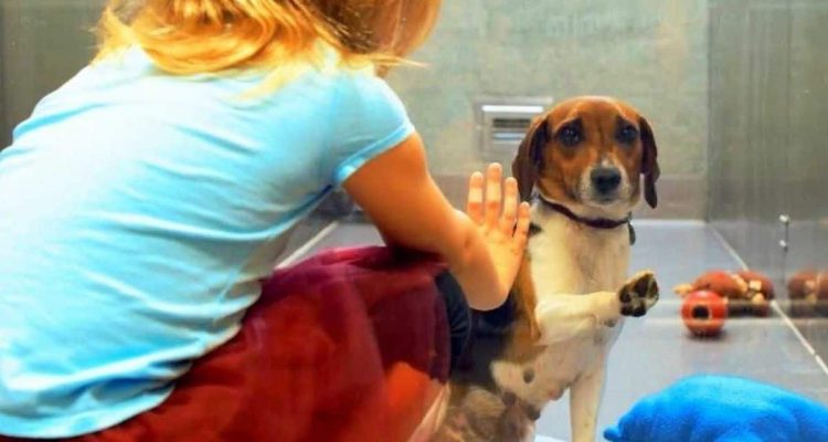 Tierheim-Hund findet keine Familie - die behutsame Geste eines Mädchens schenkt ihm endlich Hoffnung