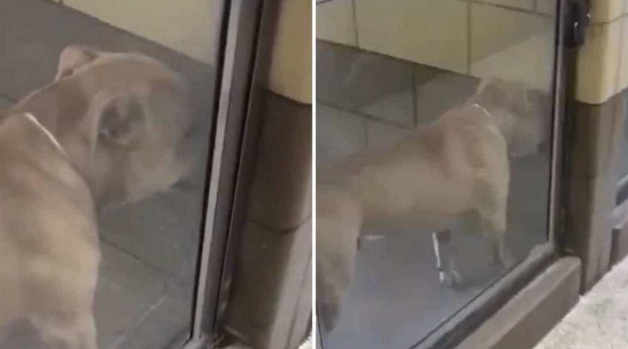 Tierheim-Hund geht viral, weil er weinend in der Ecke steht - Video lässt Herzen schmelzen