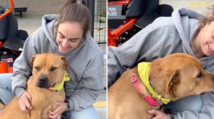 Tierheim-Hund lächelt jeden an, um adoptiert zu werden - doch niemand interessiert sich für ihn…
