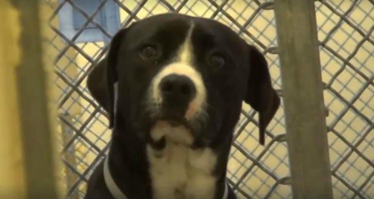 Tierheim-Hund soll eingeschläfert werden - was kurz vorher passiert, rührt zu Tränen