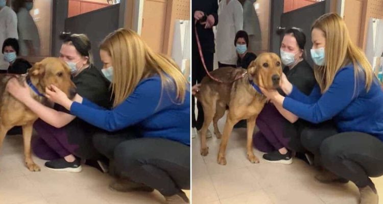 Tierheim-Hund wird endlich adoptiert - was er tut, bevor er das Tierheim verlässt, rührt zu Tränen