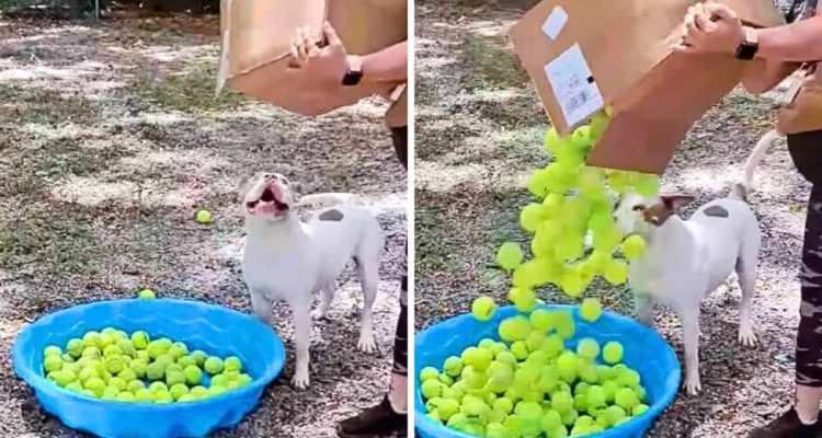 Tierheim-Hund wird mit 200 Tennisbällen überrascht - seine Reaktion lässt alle Herzen schmelzen