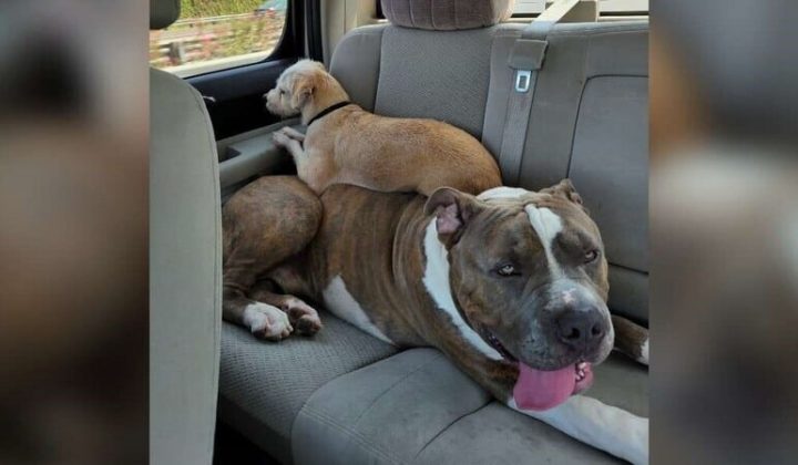 Tierheim ist besorgt um diesen Hund – Riesen-Pitbull im Tierheim abgegeben, weil er “zu groß” ist