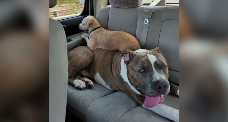 Tierheim ist besorgt um diesen Hund – Riesen-Pitbull im Tierheim abgegeben, weil er “zu groß” ist