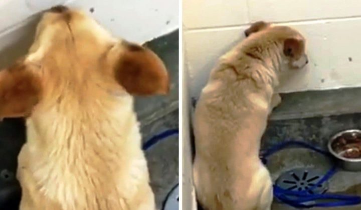 TierWelt: Tierheim verzweifelt: Hund verweigert Essen und starrt