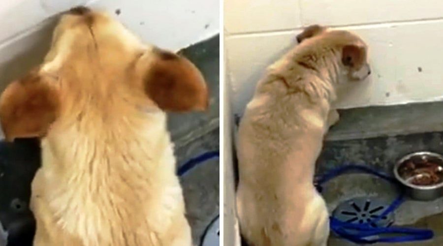Tierheim verzweifelt Hund verweigert Essen und starrt wochenlang die Wand an, bis das passiert…