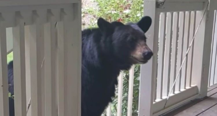 Tierische Freundschaft: Bär besucht Mann regelmäßig - eines Tages bringt er eine Überraschung mit