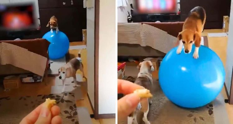 Tierisches Talent Was dieser kleine Hund mit einem riesigen Ball tut, lässt alle begeistert staunen