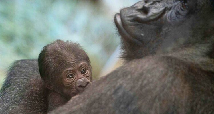 Tierpark-Mitarbeiter trauen ihren Augen kaum- Dieser Gorilla-Mann bringt plötzlich ein Baby zur Welt