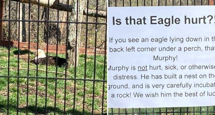 Tierparkbesucher besorgt Adler hockt tagelang auf dem Boden - dann trauen sie ihren Augen kaum