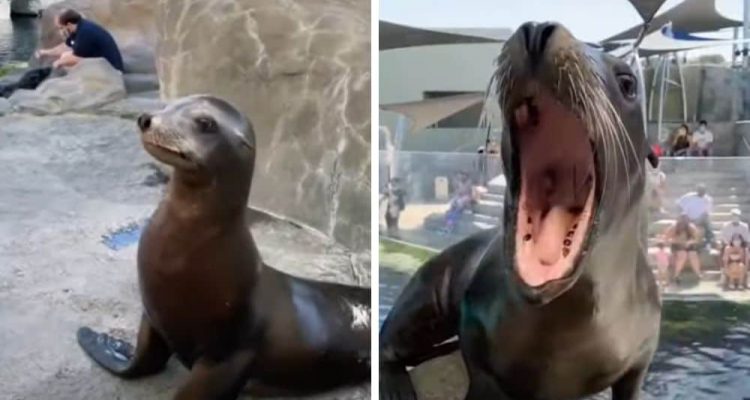 Tierpflegerin füttert Seelöwen - Was sie dann auf Kommando tun, bringt das ganze Internet zum Lachen
