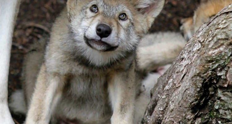 Tierschützer empört: Wölfin und Hund paaren sich - Welpen müssen gesetzlich getötet werden