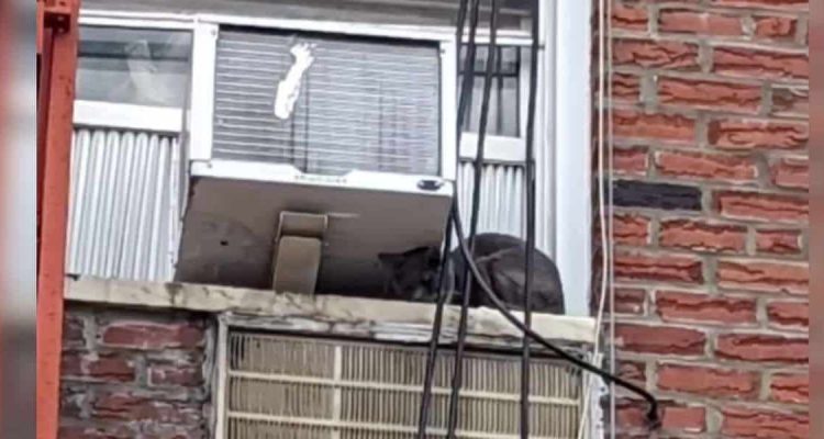 Tierschützer sind geschockt Als sie Katze von Fensterbank retten wollen, machen sie eine Entdeckung
