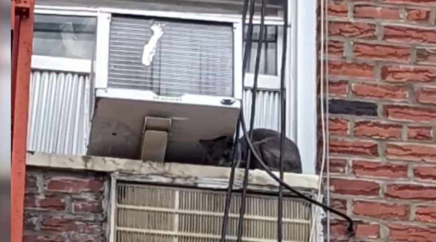 Tierschützer sind geschockt Als sie Katze von Fensterbank retten wollen, machen sie eine Entdeckung
