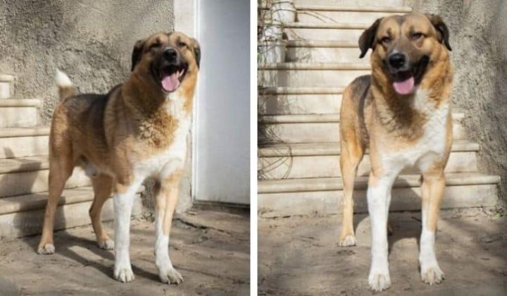 Tierschützerin wird Witwe und obdachlos - Hund “Tobby” braucht jetzt dringend ein neues Zuhause