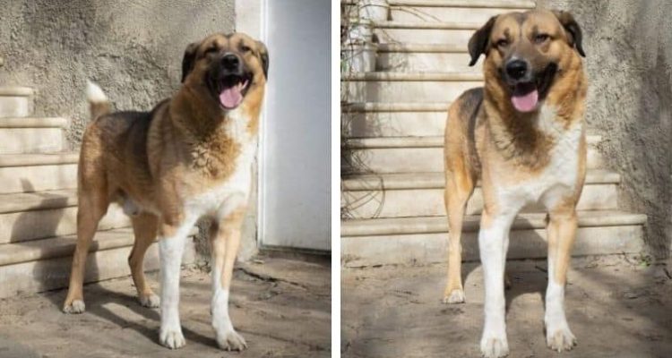 Tierschützerin wird Witwe und obdachlos - Hund “Tobby” braucht jetzt dringend ein neues Zuhause