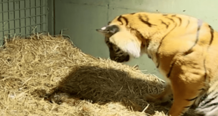 Tiger Babys kommen auf die Welt und atmen nicht - Die Reaktion der Mutter geht unter die Haut