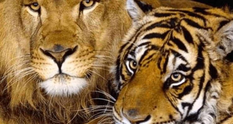 Tiger-Dame und Löwen-Mann verlieben sich: Wie ihr gemeinsames Baby aussieht, ist atemberaubend