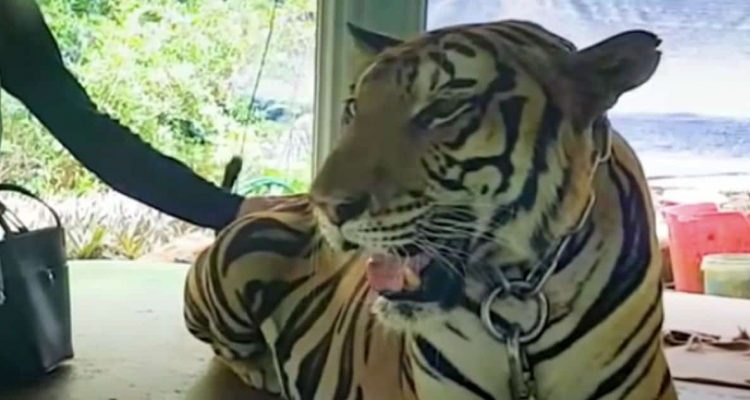 Tiger aus Betonhölle und Ketten befreit - So überwältigend sind seine ersten Schritte in Freiheit