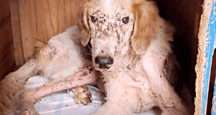Todkrank und von Ungeziefer zerfressen: Wie dieser Straßenhund ums Überleben kämpft, rührt zu Tränen