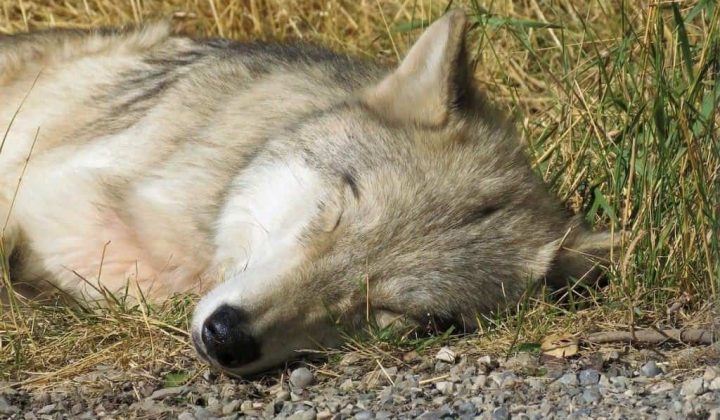 Tödliche Verwechslung Unschuldiger Hund wird erschossen, weil er Wolf ähnlich sah