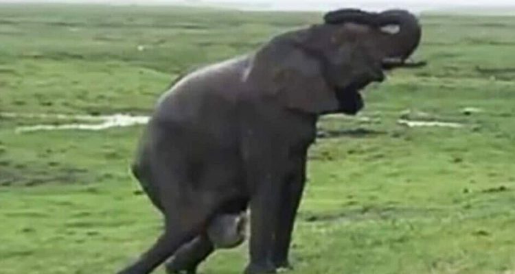 Touristen begegnen trächtiger Elefantenkuh - dann sehen sie etwas, das sie niemals vergessen werden