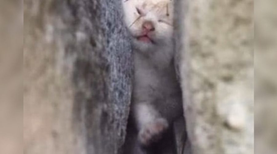 Tragisch Baby-Katze zwischen Hauswand eingeklemmt – Ihre Verwandlung nach Rettung rührt zu Tränen