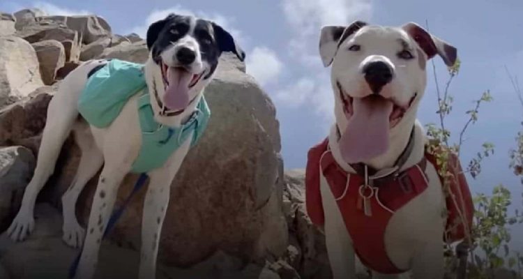 Trauernder Hund bekommt einen neuen Freund - Seine Reaktion rührt alle Zuschauer zu Tränen rühren