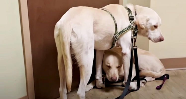 Traumatisierte Labradore trauen sich nicht aus dem Haus – doch ihre Pflegemama hat eine geniale Idee