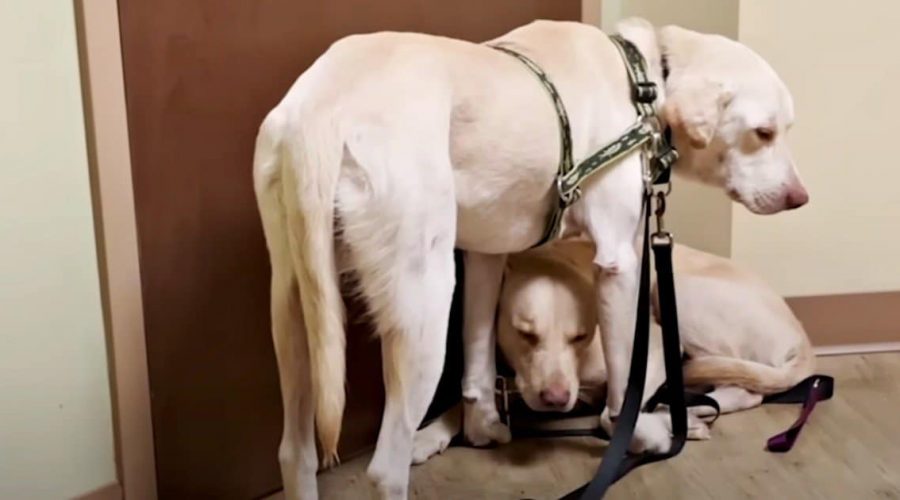 Traumatisierte Labradore trauen sich nicht aus dem Haus – doch ihre Pflegemama hat eine geniale Idee