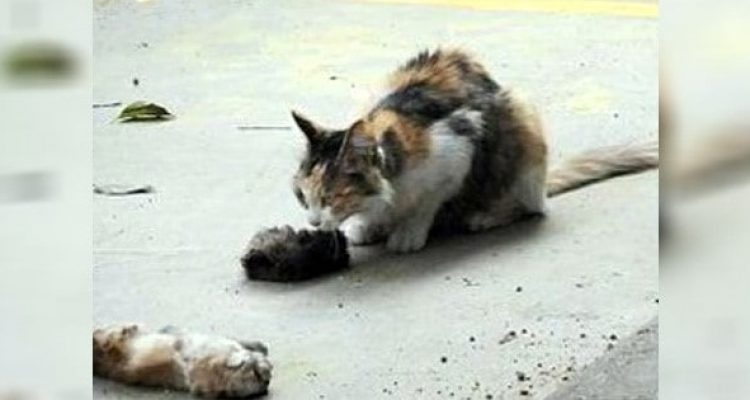 Traurige Bilder gehen um die Welt Katzen-Mama versucht verzweifelt, ihre toten Babys aufzuwecken