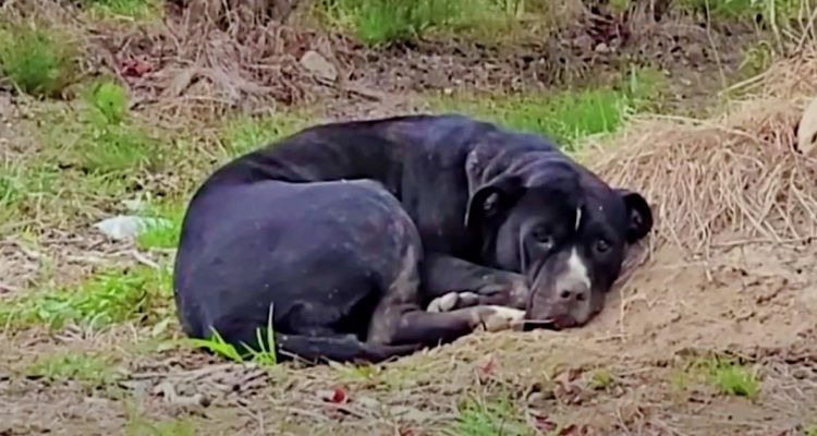 Trauriger und verletzter Hund in Blaubeerfeld gefunden – Verwandlung nach 3 Monaten rührt zu Tränen