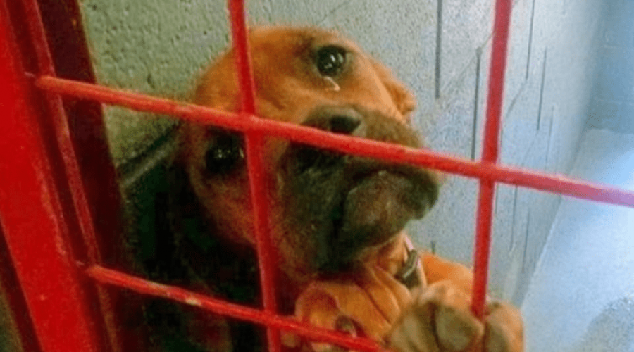 Trauriges Bild geht um die Welt Hund weint echte Tränen, weil niemand ihn adoptieren will
