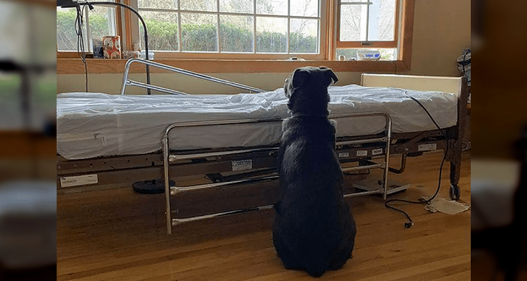 Trauriges Foto geht um die Welt Hund wartet neben leeren Krankenbett, in dem sein Besitzer starb