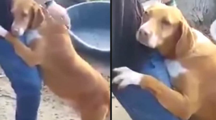 Trauriges geht viral: Reporter besucht Tierheim, als ein Hund sich dann sein