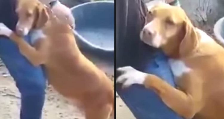 Trauriges Video geht viral Reporter besucht Tierheim, als ein Hund sich dann sein Bein klammert…