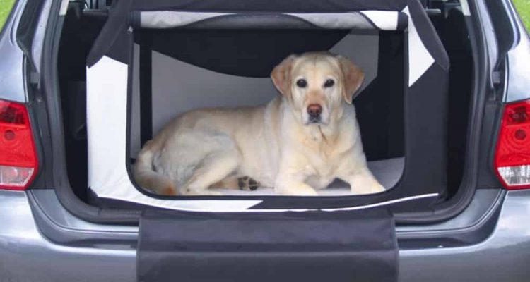 Robuste TAMI Hundebox XL für den Kofferraum - für große Hunde