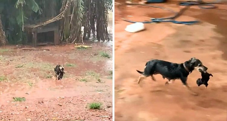 Tropensturm bedroht Hundehütte - was die Hündin macht, um ihre Welpen zu retten, ist bemerkenswert