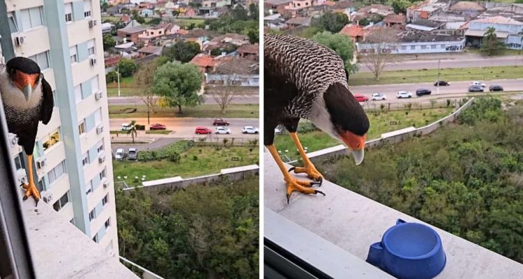Überraschender Besuch: Mann entdeckt Greifvogel auf Fensterbrett – was dann folgt, ist unfassbar