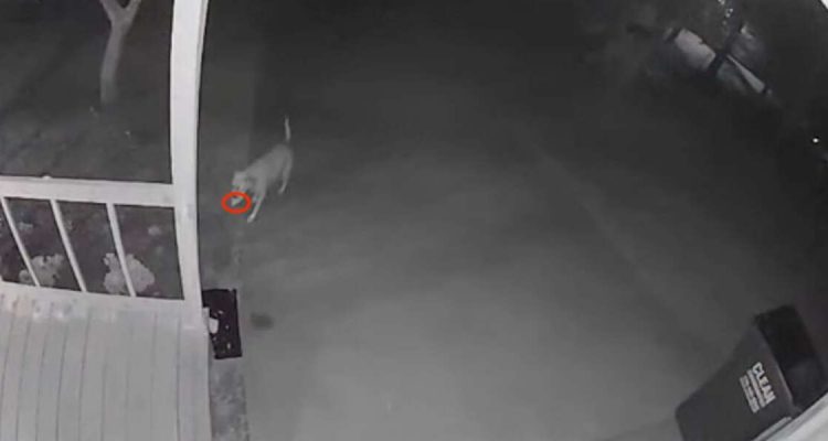 Überwachungskamera filmt Hund nachts: Was er im Nachbar-Garten versteckt hat, ist zum Totlachen