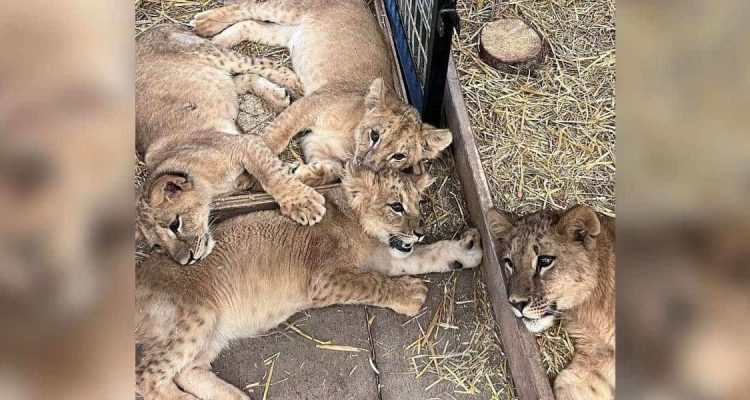 Ukraine 4 Löwenbabys aus illegalem Tierhandel entkommen dem Krieg und finden neues Zuhause