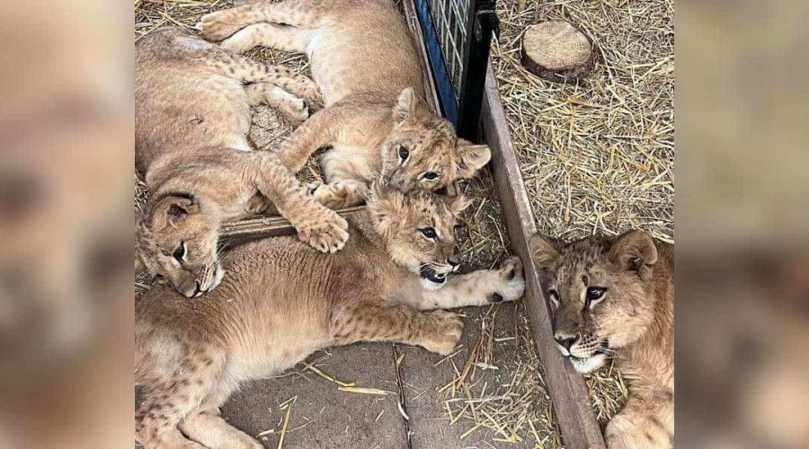 Ukraine 4 Löwenbabys aus illegalem Tierhandel entkommen dem Krieg und finden neues Zuhause