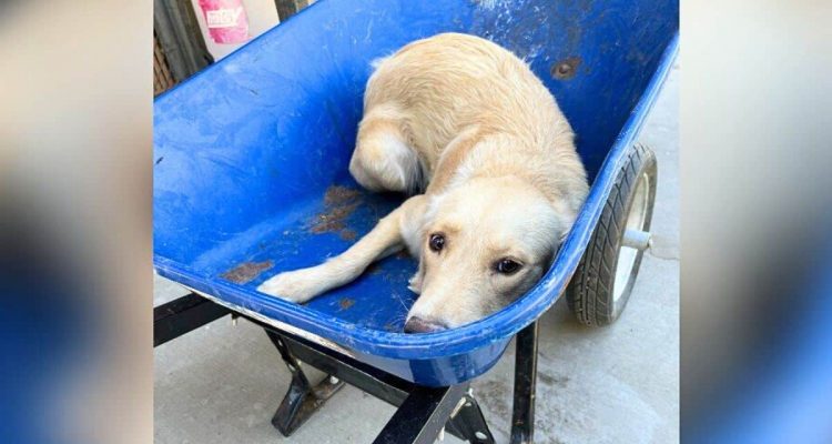 Um Platz für andere Hunde zu schaffen- Verängstigte Hündin fährt auf Schubkarre ihrem Tod entgegen
