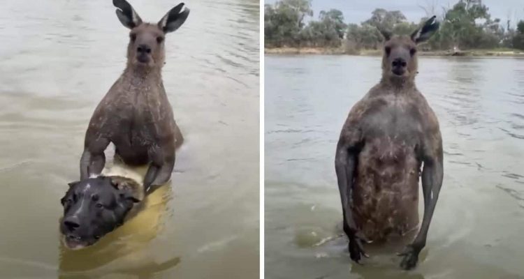 Unfassbar: Känguru versucht, Hund zu ertränken - erst in letzter Sekunde gelingt die Rettung