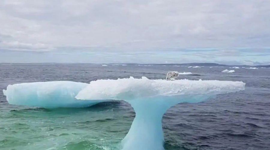 Unfassbare Entdeckung Seeleute trauen ihren Augen kaum, als sie dieses Tier auf dem Eisberg finden