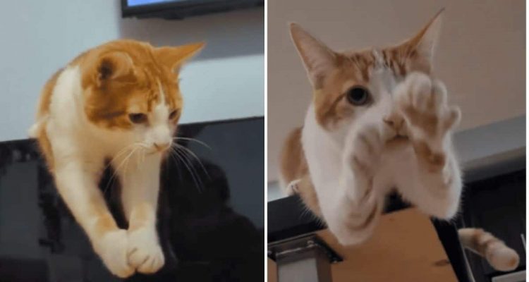 Ungewöhnliche Bewegungen – was diese Katze mit ihren Pfoten macht, bringt das Internet zum Rätseln