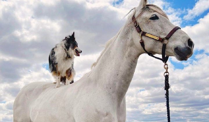 Ungewöhnliche Freundschaft Australian Shepherd liebt es, auf seinem Pferde-Kumpel zu reiten